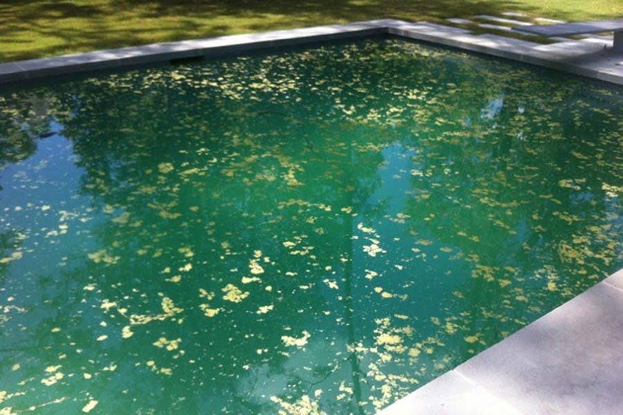 groene alg zwembad
