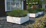 BUXUS Vierkant 120 x 120 x 60 cm