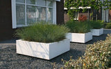 BUXUS Vierkant 120 x 120 x 60 cm